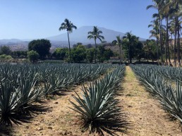 Tequila Weekend with Expert Clayton Szczech